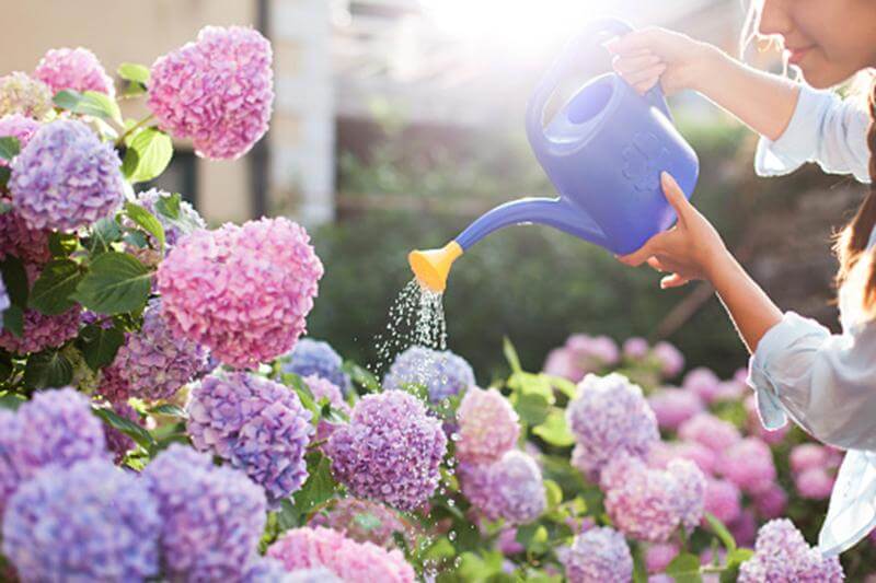 Thường xuyên tưới nước cho cây hoa cẩm tú cầu