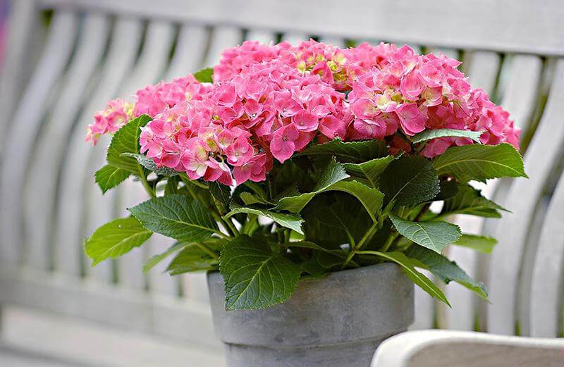 Hoa cẩm tú cầu màu hồng
