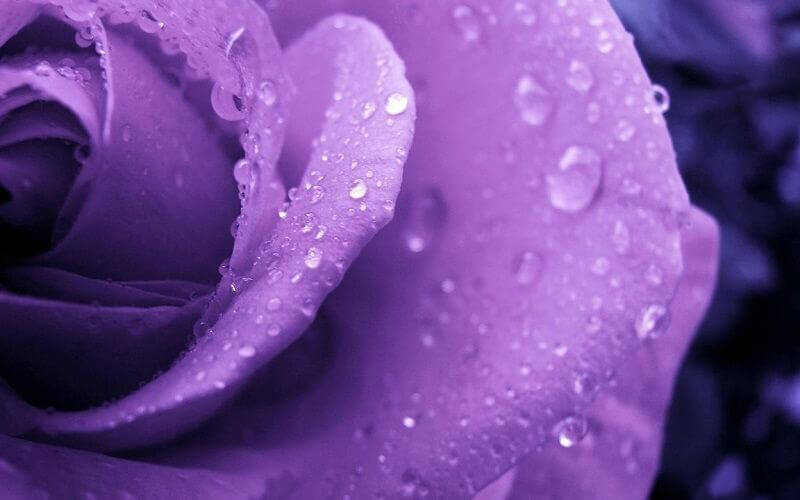 Có nhiều định nghĩa khác nhau về màu tím