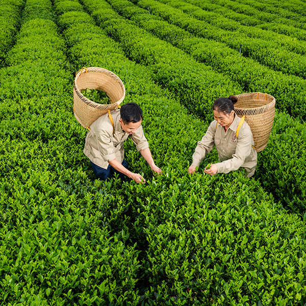 Sản phẩm phong phú lợi nhuận đa dạng
