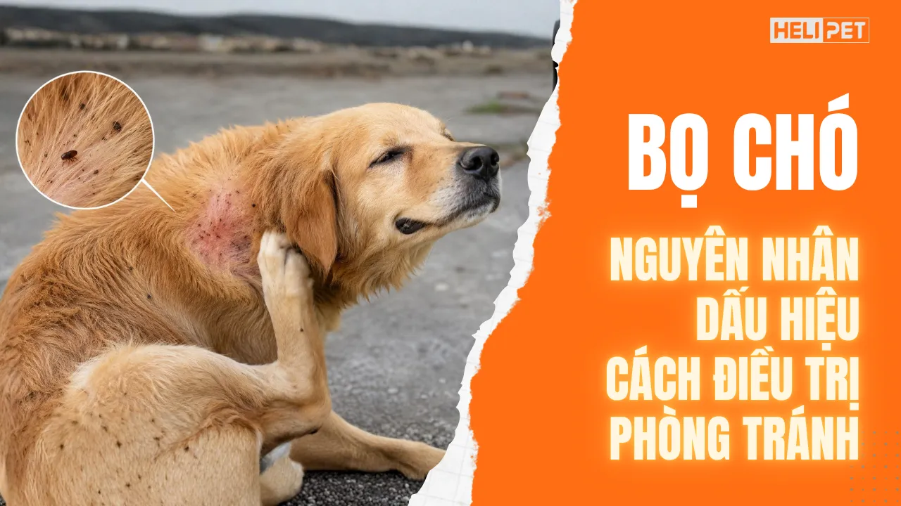 Bọ chó: nguyên nhân, dấu hiệu, cách điều trị và phòng tránh