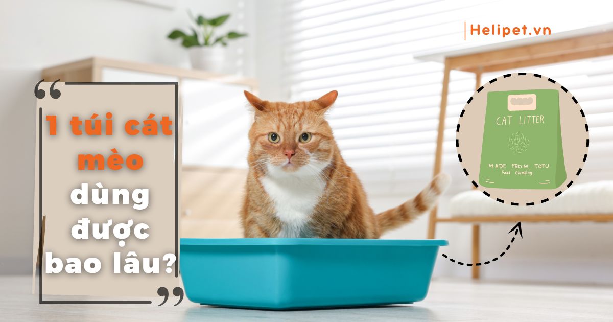 1 túi cát mèo dùng được bao lâu? Cách dùng cát mèo hiệu quả
