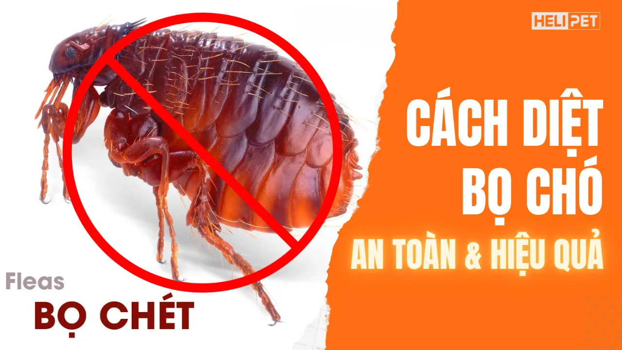 Cách diệt bọ chó an toàn, hiệu quả