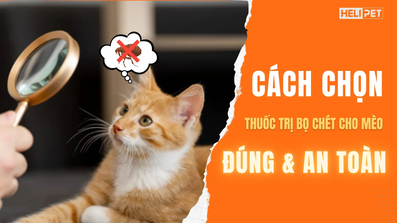 Cách chọn thuốc trị bọ chét cho mèo đúng và an toàn
