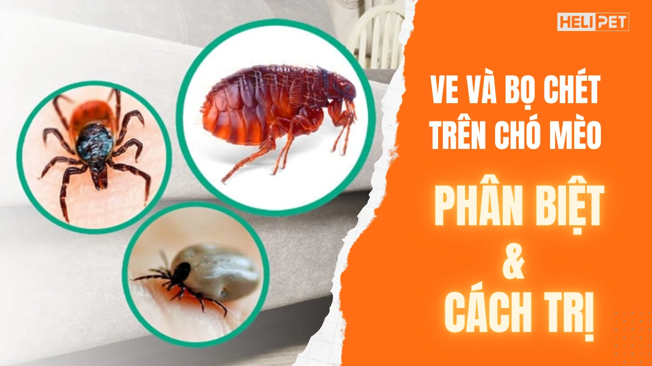 Chi tiết cách trị ve và bọ chét chó mèo tại nhà