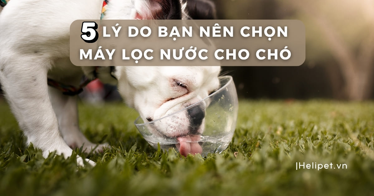 5 lý do nên chọn máy lọc nước cho chó thay vì bát uống nước truyền thống