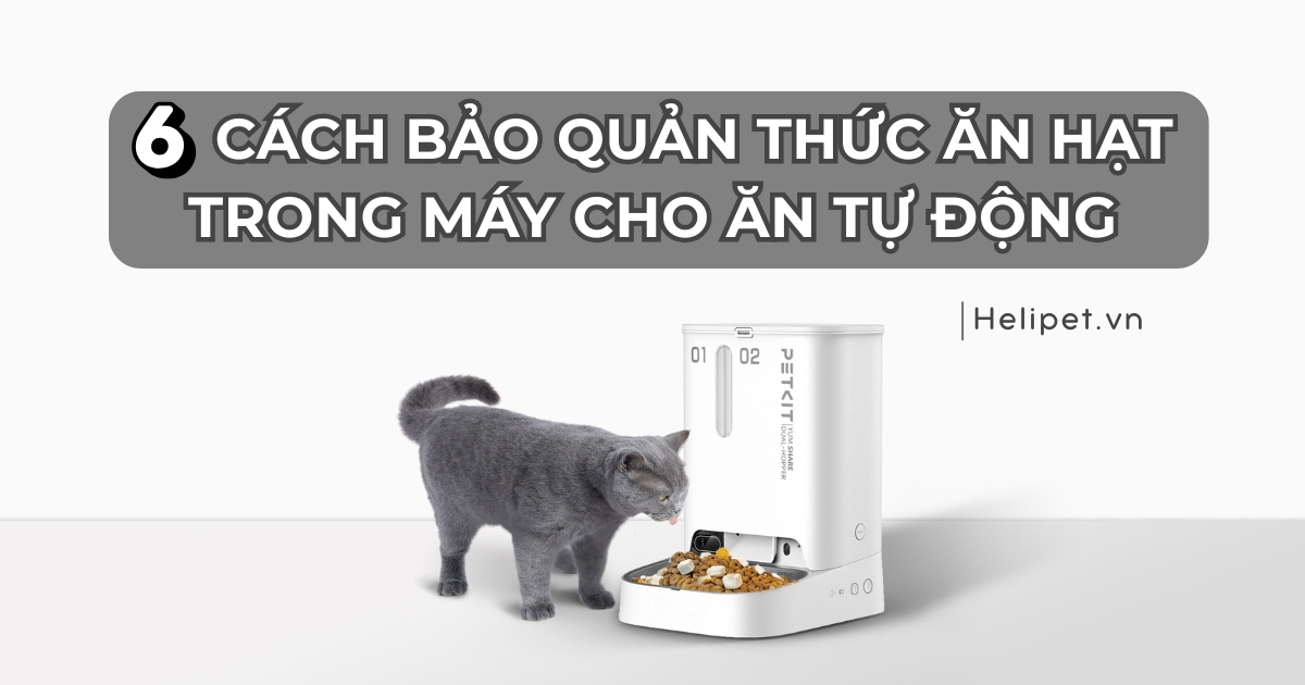 6 cách bảo quản thức ăn hạt cho mèo trong máy cho ăn tự động đúng cách