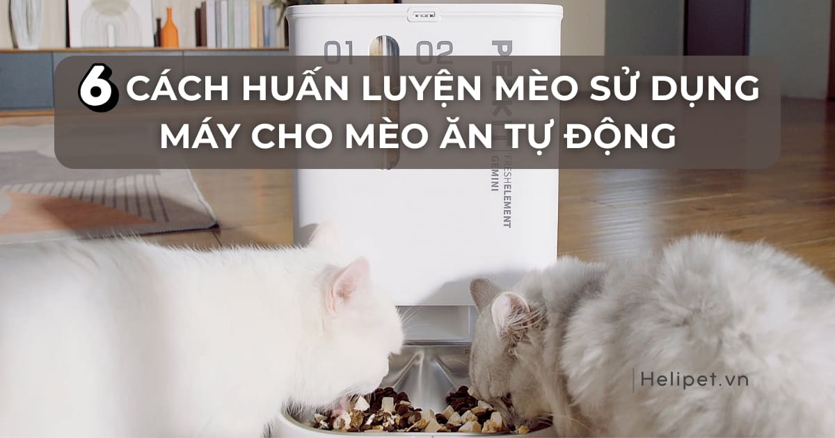 6 cách huấn luyện mèo sử dụng máy cho mèo ăn tự động hiệu quả