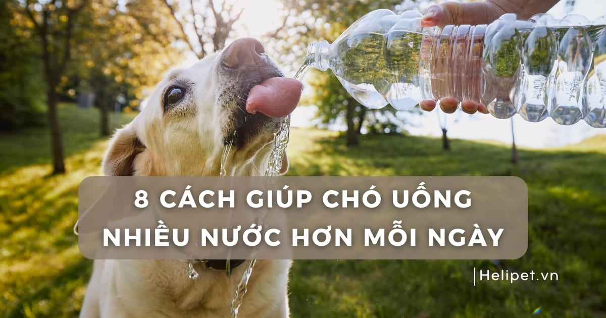 8 cách giúp chó uống nhiều nước hơn mỗi ngày