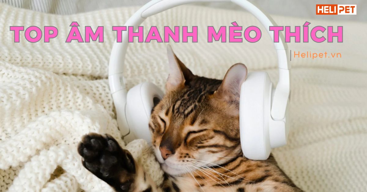 Những âm thanh mèo thích có thể bạn chưa biết