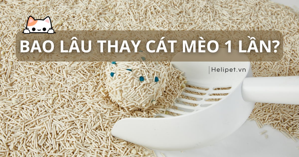 Cát mèo bao lâu thay 1 lần để đảm bảo vệ sinh tốt nhất?