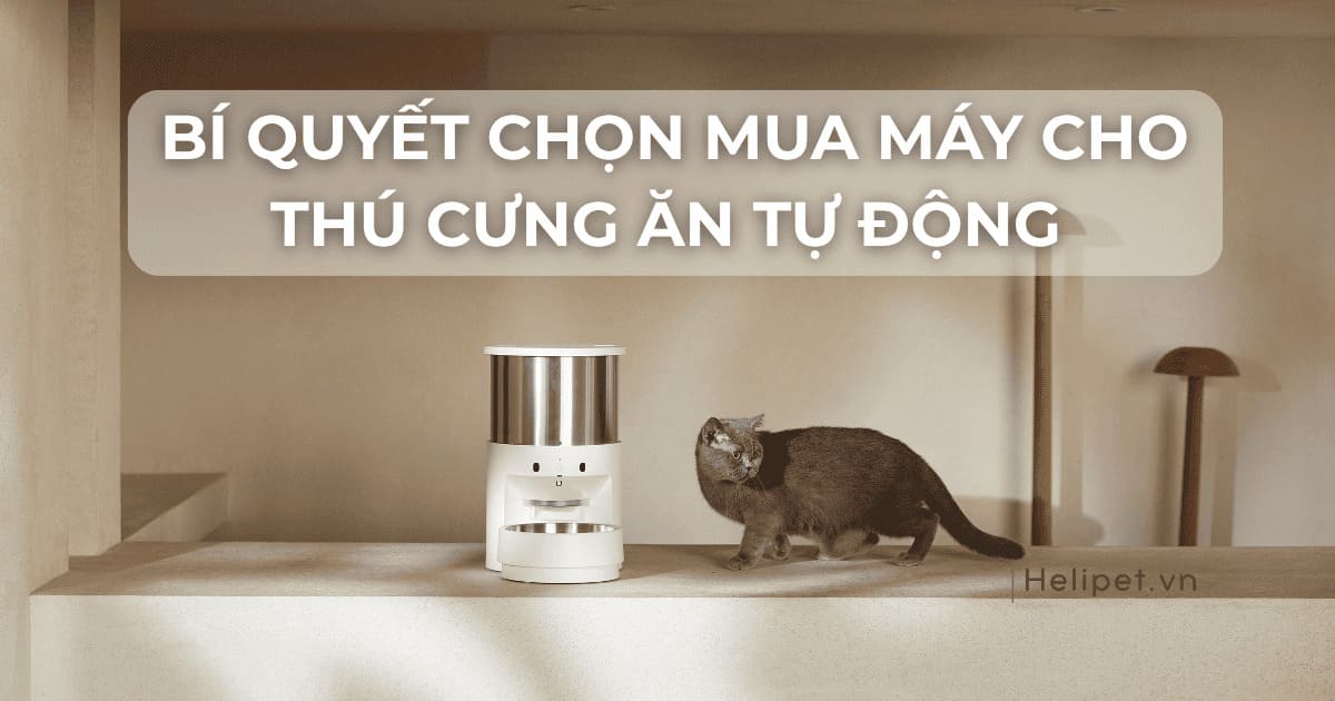 Bí quyết chọn mua máy cho thú cưng ăn tự động theo nhu cầu