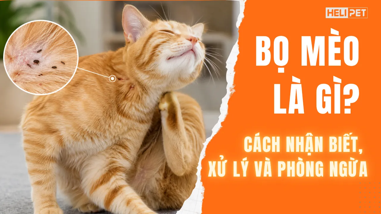 Bọ mèo là gì? Cách nhận biết, xử lý và phòng ngừa tái phát