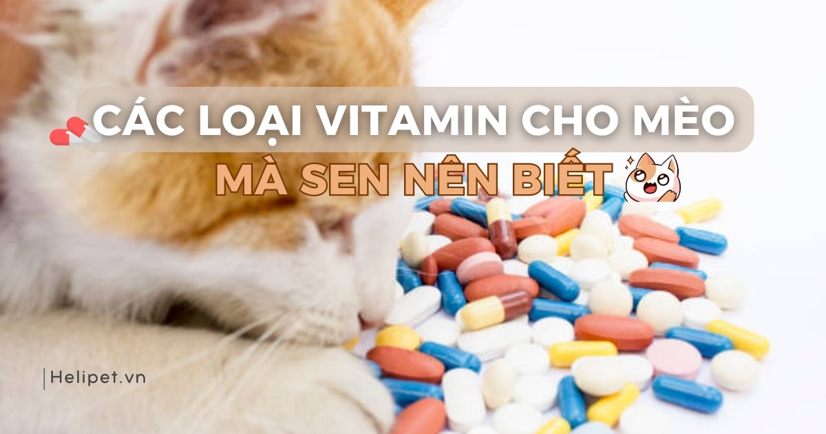 Các loại vitamin cho mèo mà sen nên biết