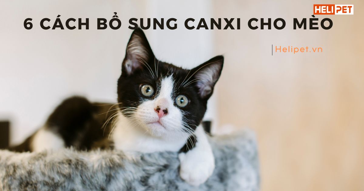 6 cách bổ sung canxi cho mèo để xương chắc khỏe