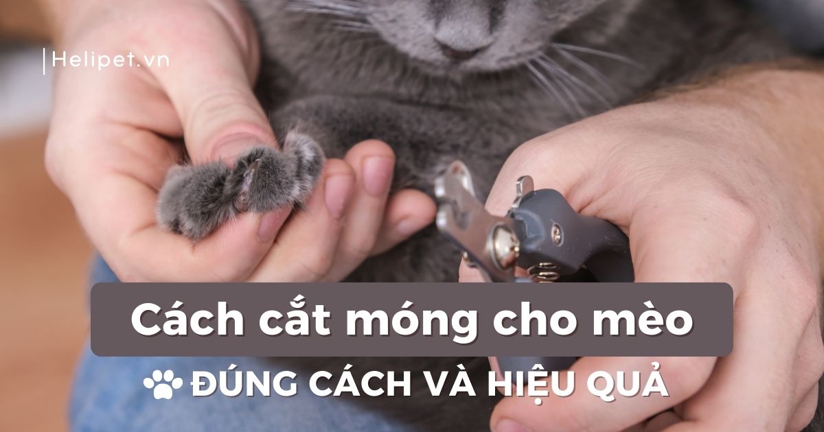 Cách cắt móng cho mèo tại nhà mà không bị chảy máu