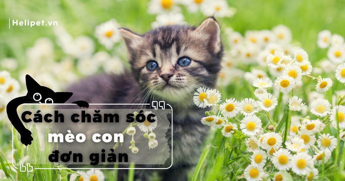 Cách chăm sóc mèo con đơn giản, ai cũng có thể thực hiện