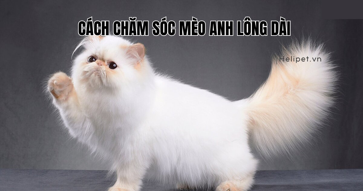 Hướng dẫn cách chăm sóc mèo Anh lông dài cực dễ cho mọi sen