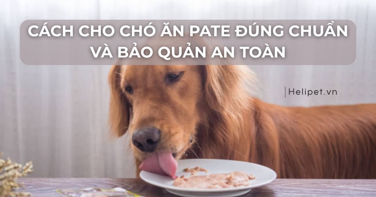 Cách cho chó ăn pate đúng cách và bảo quản an toàn