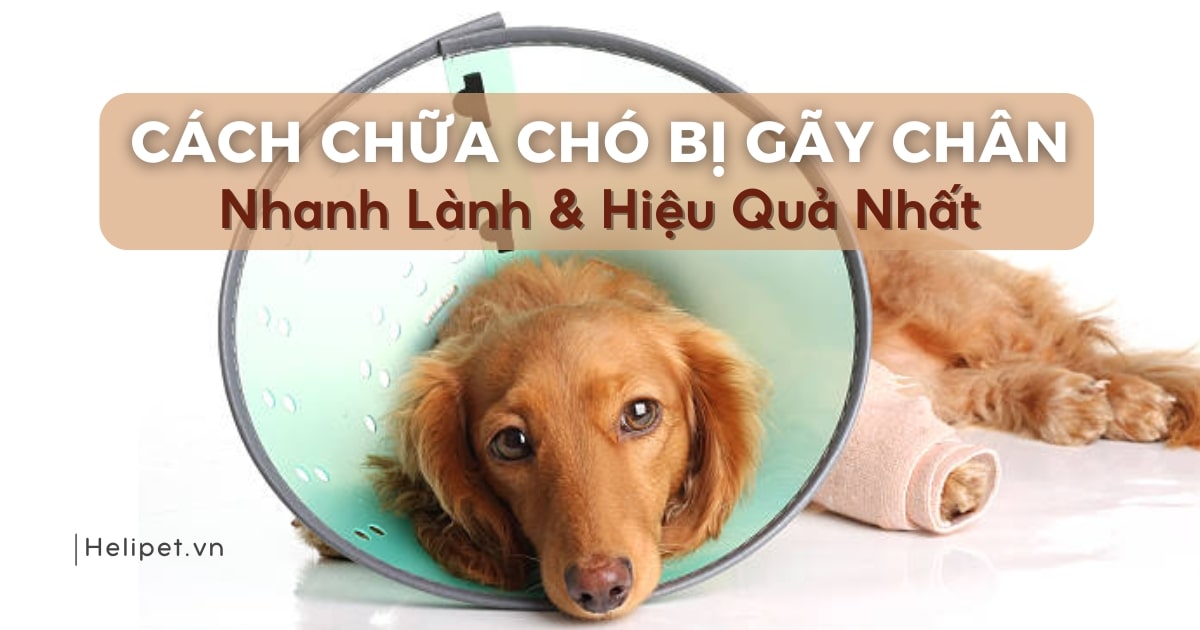 Cách chữa chó bị gãy chân nhanh lành hiệu quả nhất