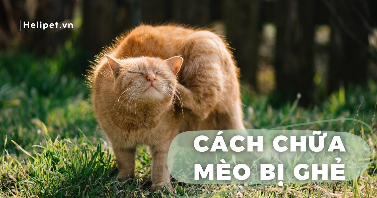 Cách chữa mèo bị ghẻ đơn giản, dễ thực hiện tại nhà