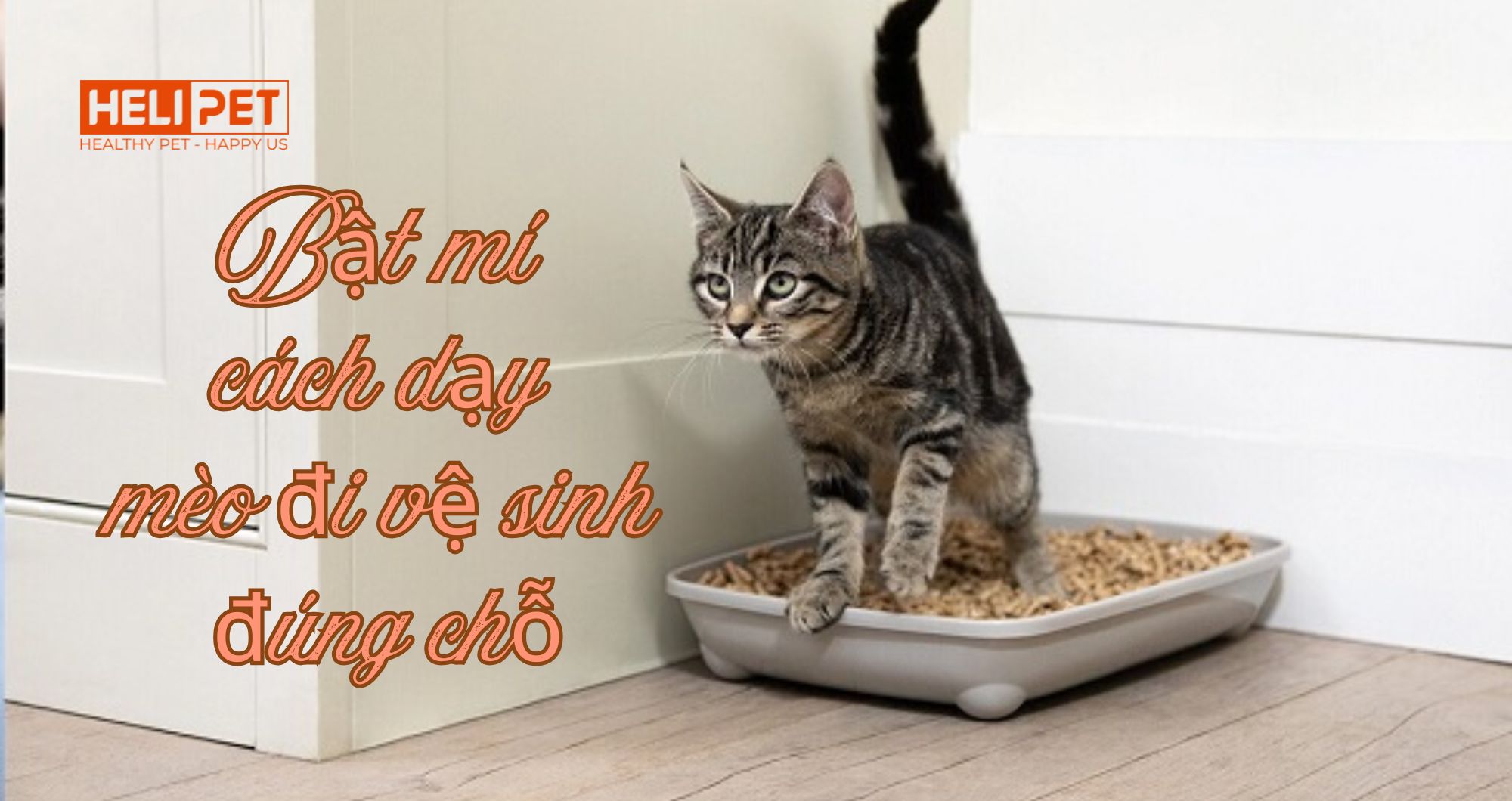 Bật mí cách dạy mèo đi vệ sinh đúng chỗ áp dụng cho mọi lứa tuổi