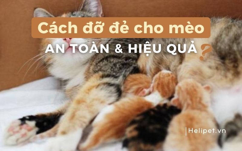 Cách đỡ đẻ cho mèo tại nhà an toàn và hiệu quả