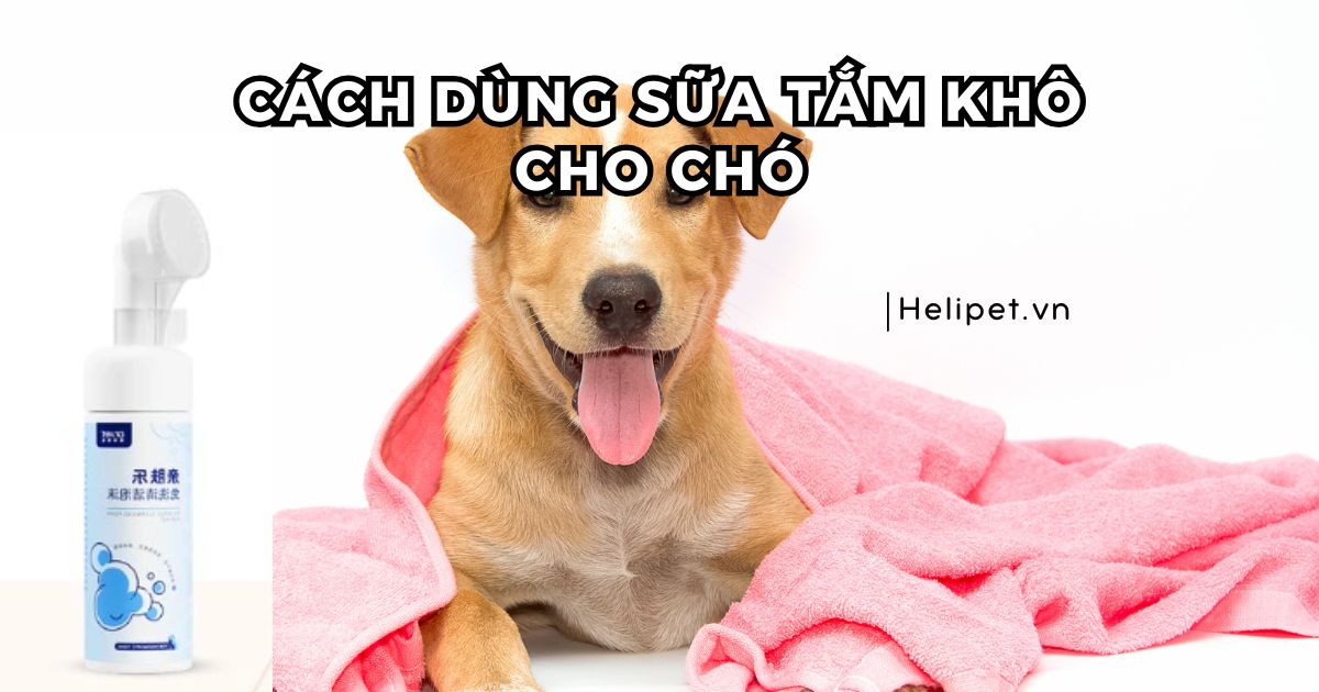 Cách dùng sữa tắm khô cho chó, giúp Boss sạch thơm nhanh