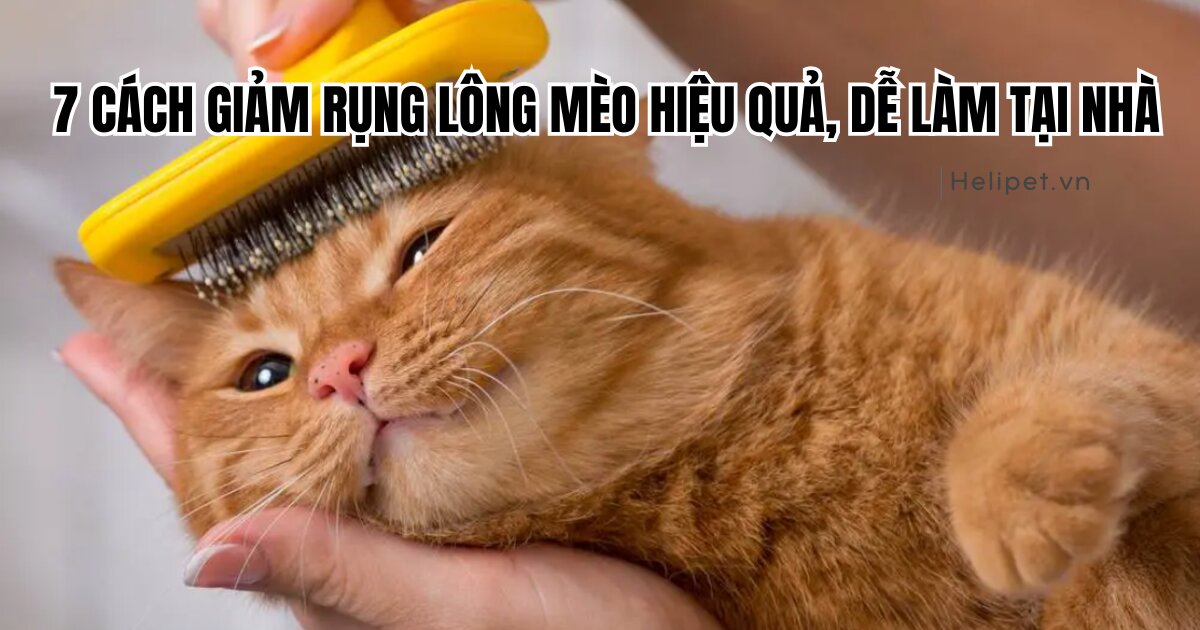 Mách Sen 7 cách giảm rụng lông mèo hiệu quả, dễ làm tại nhà