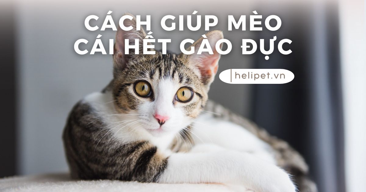 Cách giúp mèo cái hết gào đực hiệu quả nhất
