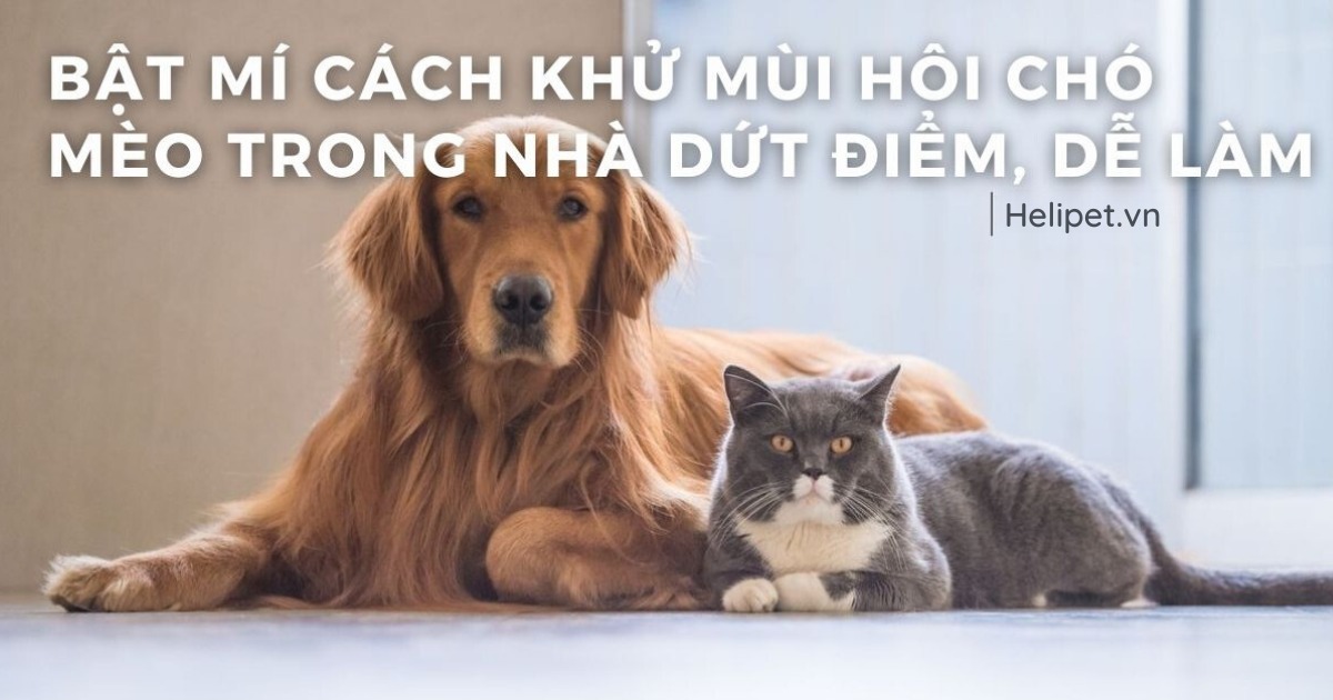 Bật mí cách khử mùi hôi chó mèo trong nhà dứt điểm, dễ làm