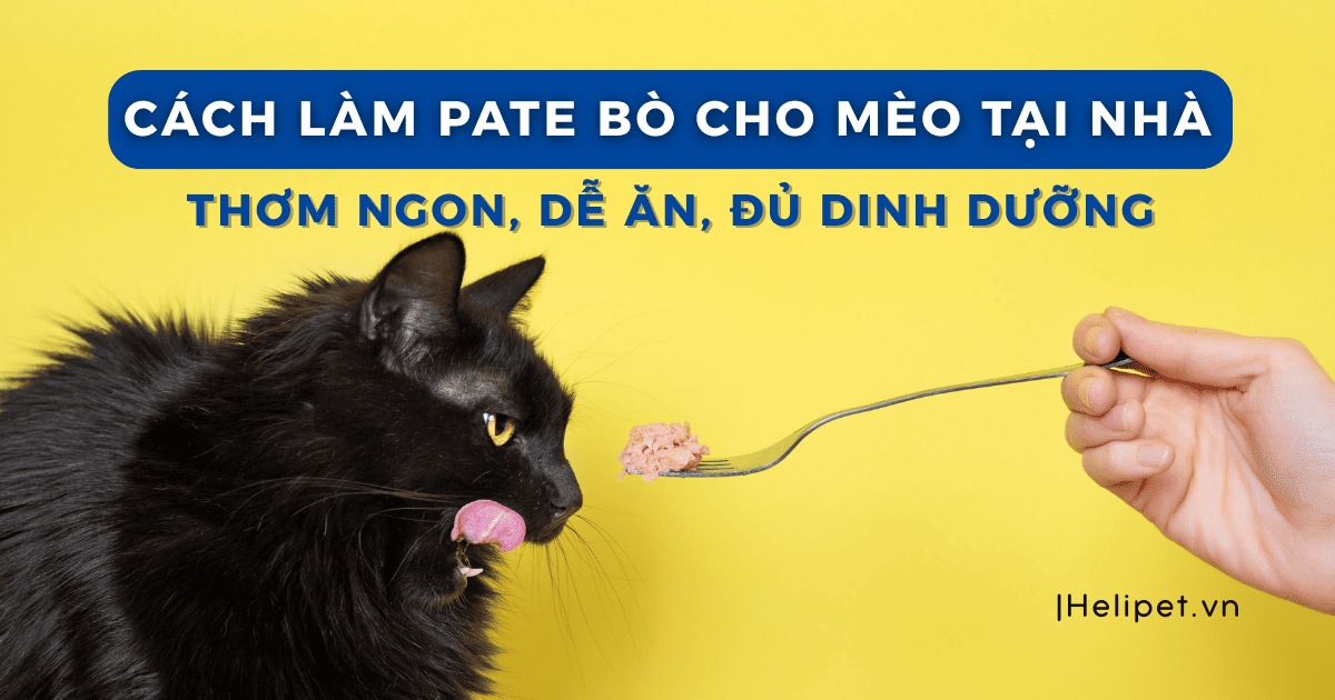 Cách Làm Pate Bò Cho Mèo Tại Nhà – Thơm Ngon, Dễ Ăn, Đủ Dinh Dưỡng
