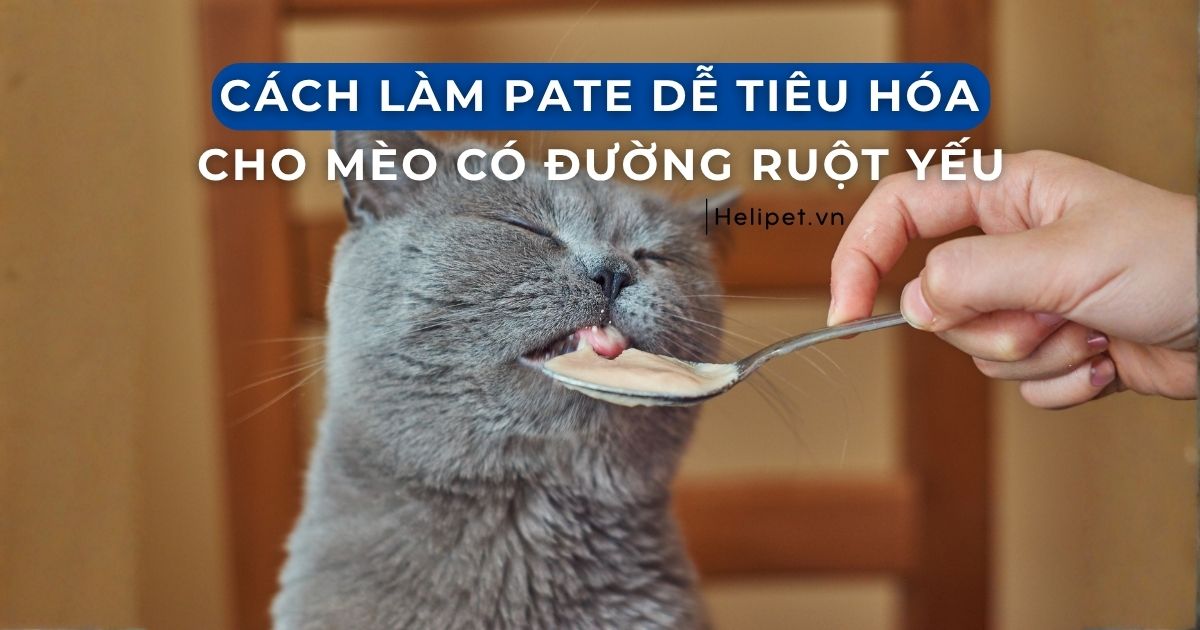 Cách làm pate dinh dưỡng & dễ tiêu hóa cho mèo có đường ruột yếu