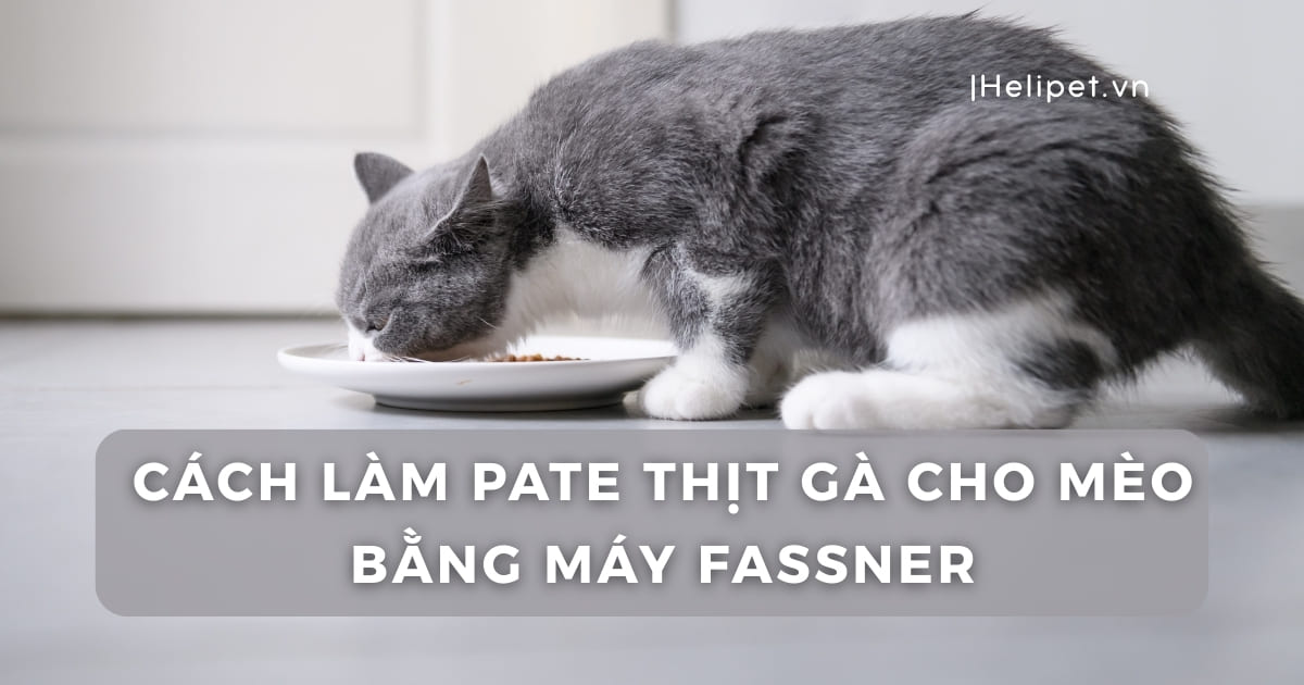 Cách Làm Pate Thịt Gà Cho Mèo Bằng Máy Fassner – Đơn Giản, Dễ Làm