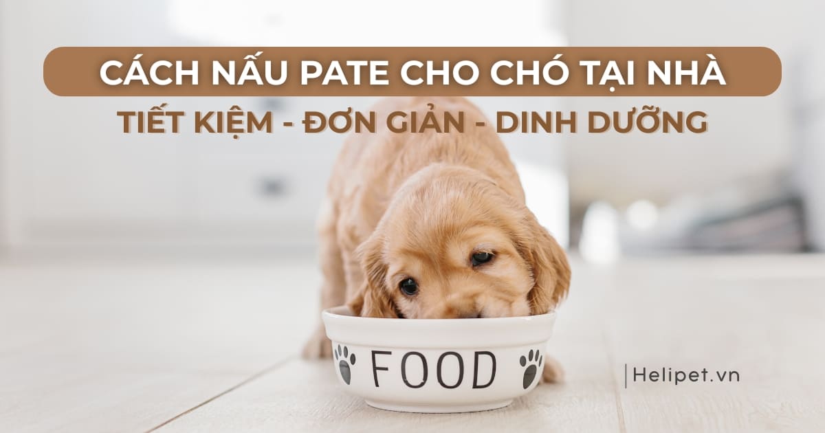 Cách nấu pate cho chó tại nhà - nguyên liệu tiết kiệm, đơn giản và dinh dưỡng