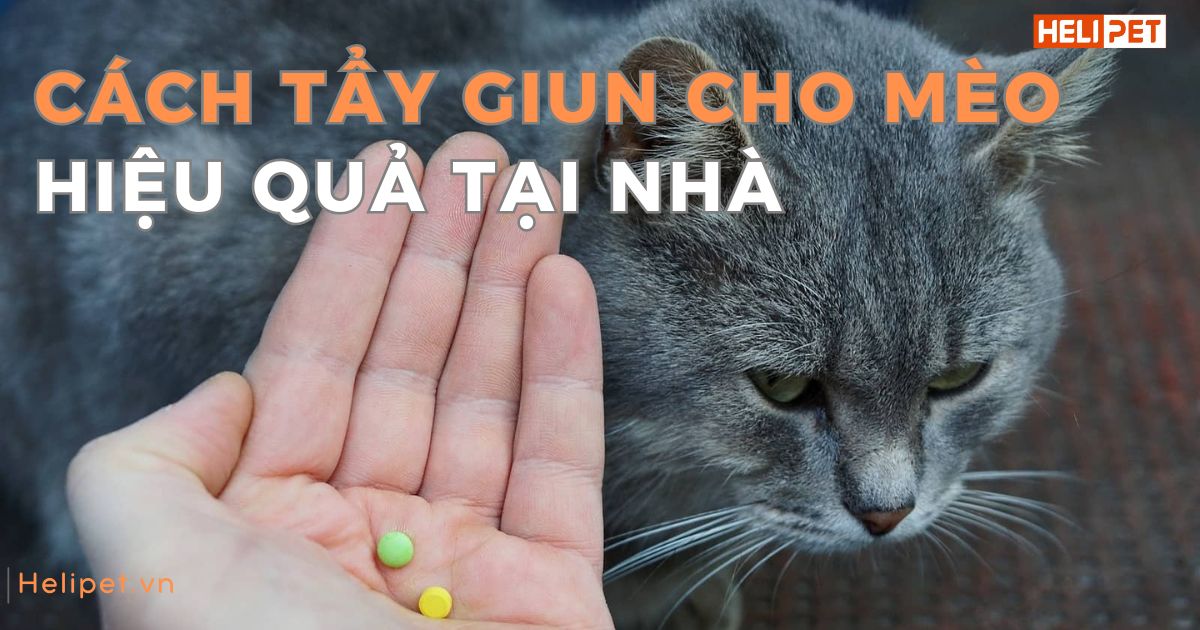 Hướng dẫn cách tẩy giun cho mèo dành cho các Sen