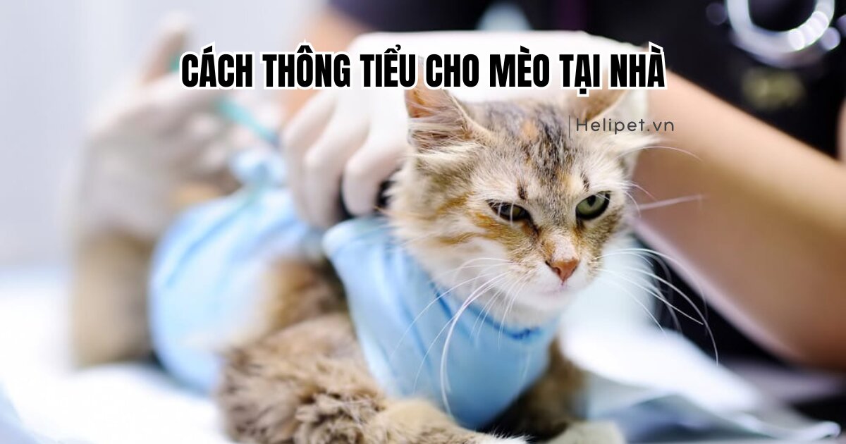 Cách thông tiểu cho mèo tại nhà: Rủi ro và lưu ý
