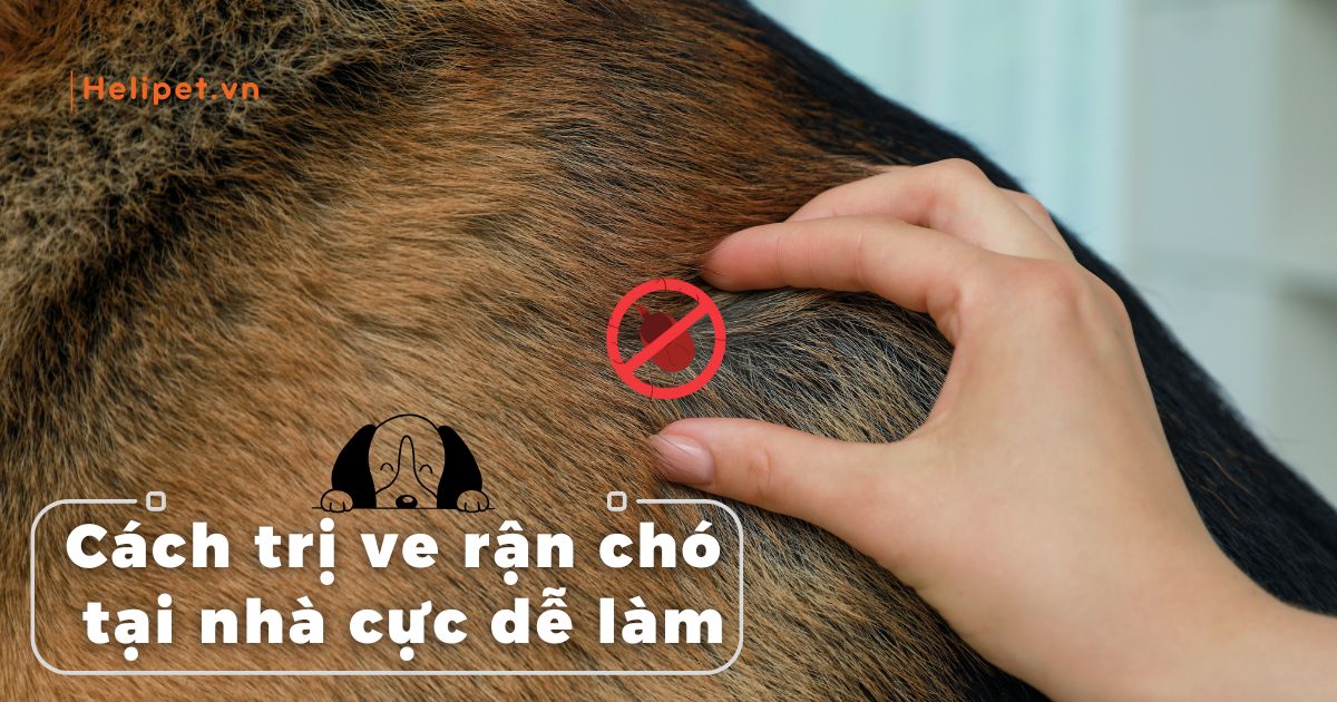 Cách trị ve rận chó tại nhà chi tiết, cực dễ làm