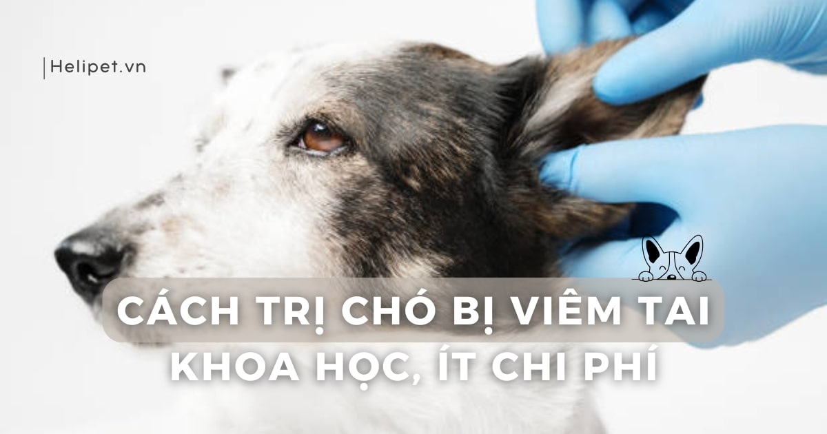 Cách trị chó bị viêm tai khoa học, ít chi phí