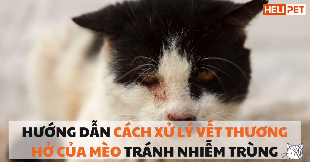 Hướng dẫn cách xử lý vết thương hở của mèo tránh nhiễm trùng