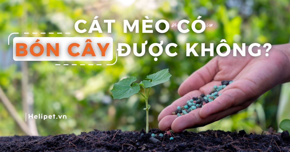 Cát mèo có bón cây được không? Hướng dẫn cách dùng chi tiết