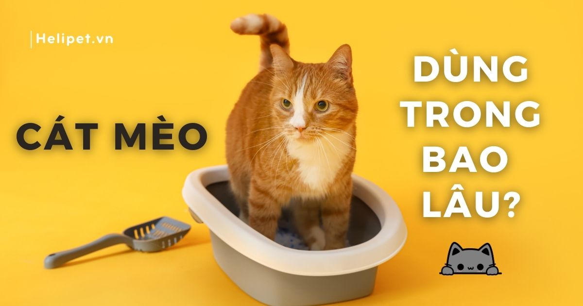 1 Túi cát mèo dùng trong bao lâu?