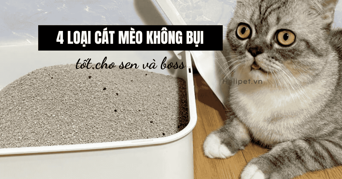 4 loại cát mèo không bụi tốt cho sen và boss
