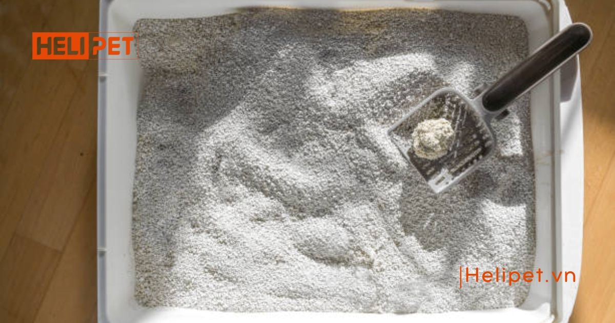 Top các loại cát vệ sinh cho mèo tốt nhất nên mua năm 2026