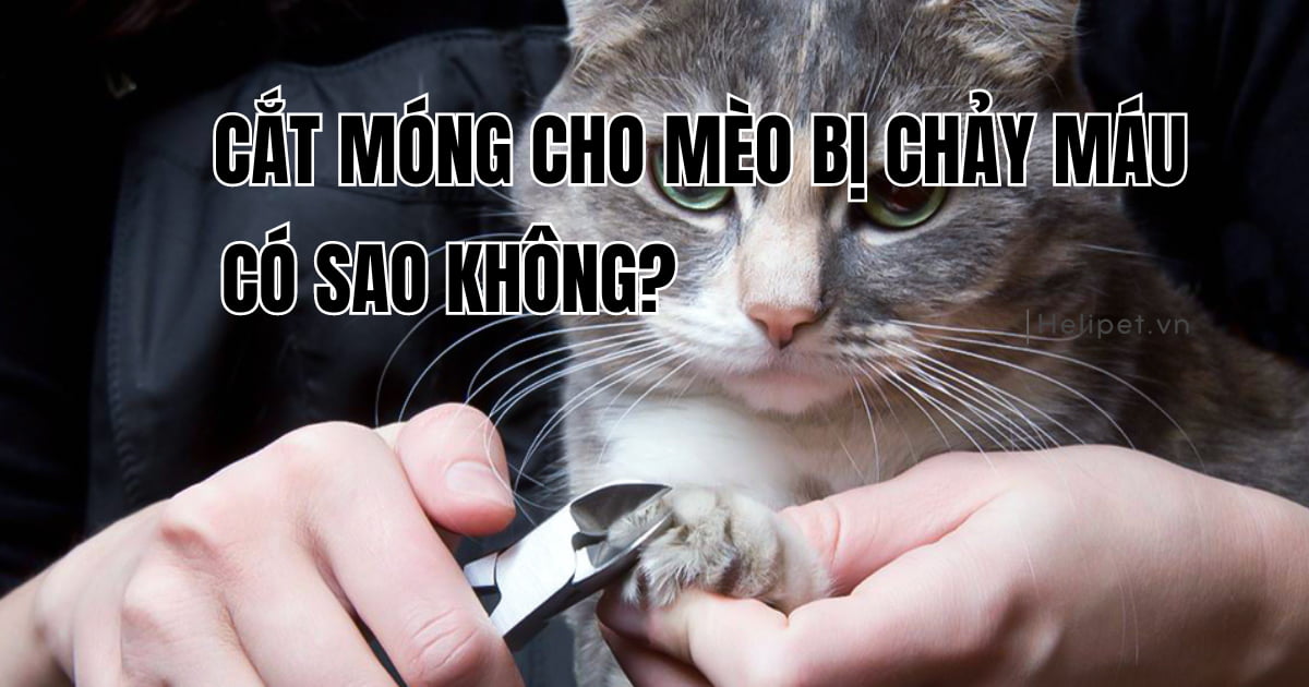 Khi cắt móng cho mèo bị chảy máu có sao không?