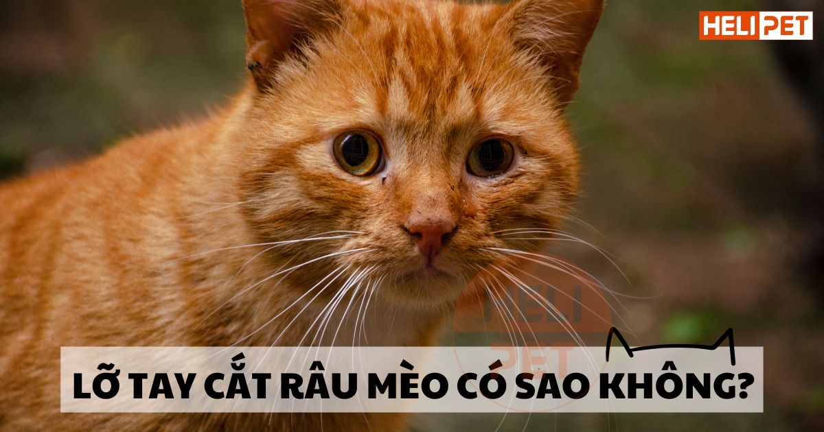 Lỡ tay cắt râu mèo có sao không? Râu có mọc lại không?