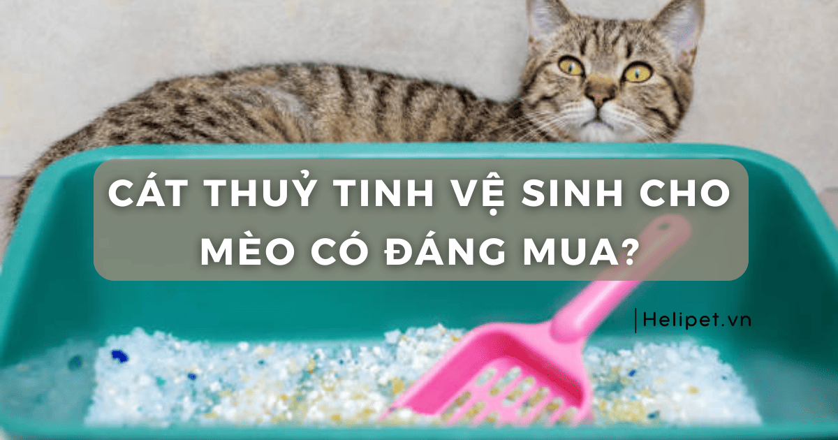 Cát thủy tinh vệ sinh cho mèo: Ưu nhược điểm & Review chi tiết