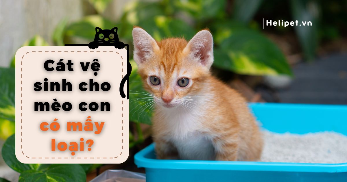 Những loại cát vệ sinh cho mèo con tốt nhất? Nên mua ở đâu?