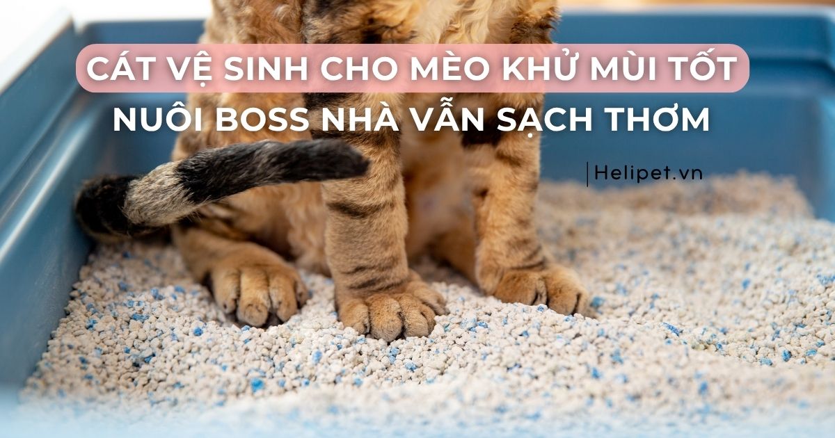 Cát vệ sinh cho mèo khử mùi tốt: Bí quyết chọn đúng loại cho Boss