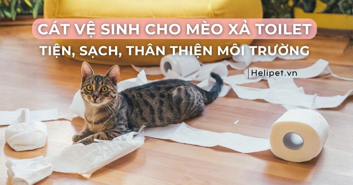 Cát vệ sinh cho mèo xả toilet được – Tiện, sạch, thân thiện môi trường